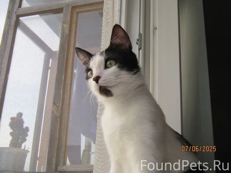 Пропал кот Юпик, Чкалова 6