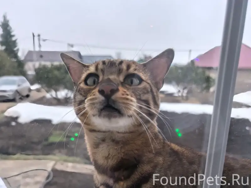 Пропал бенгальский кот, ул. Казанская