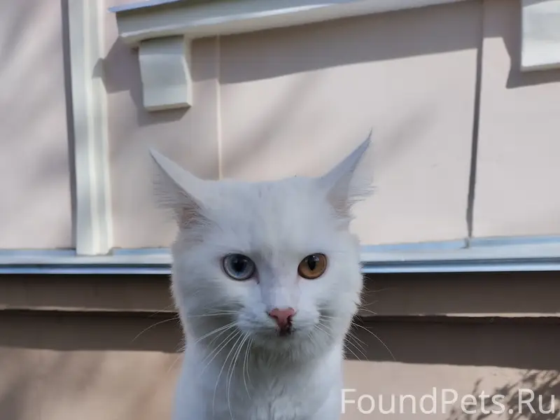 Найдена кошка, район Уральская 36