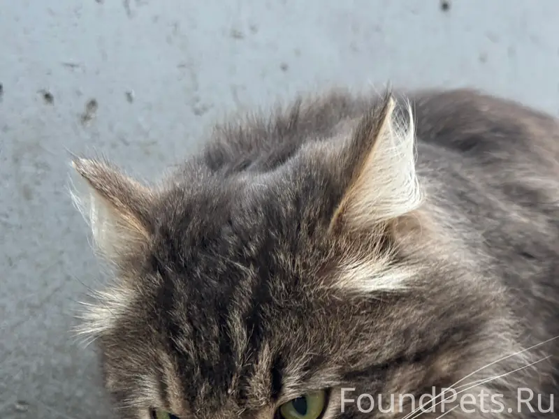 Найден кот, Белорецк