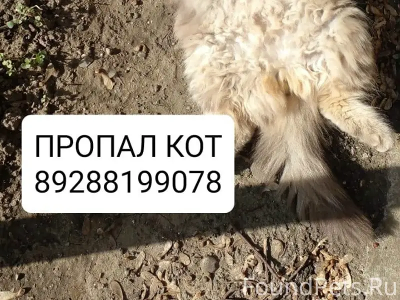Пропал кот, серо-коричневый, Пятигорск
