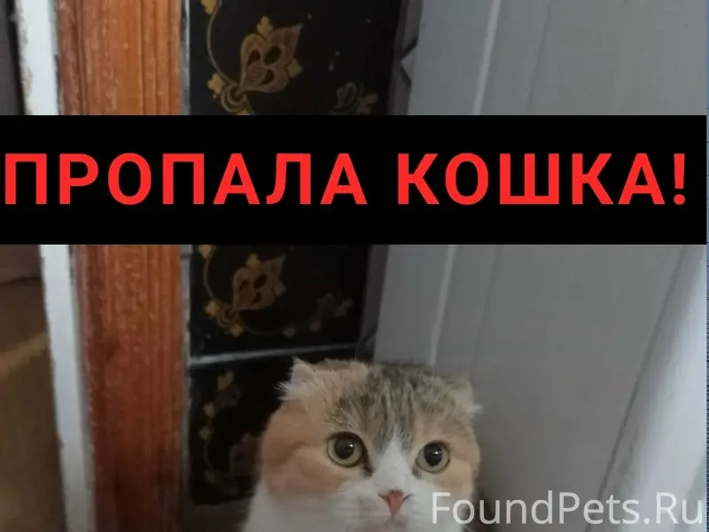 Пропала кошка Маргоша, улица Пионерская 146