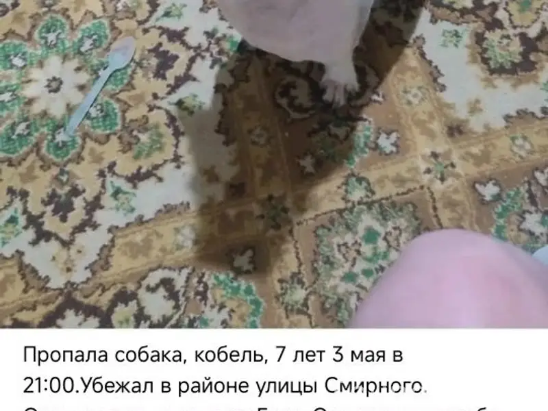 Пропал кобель Гучи, улица Смирного