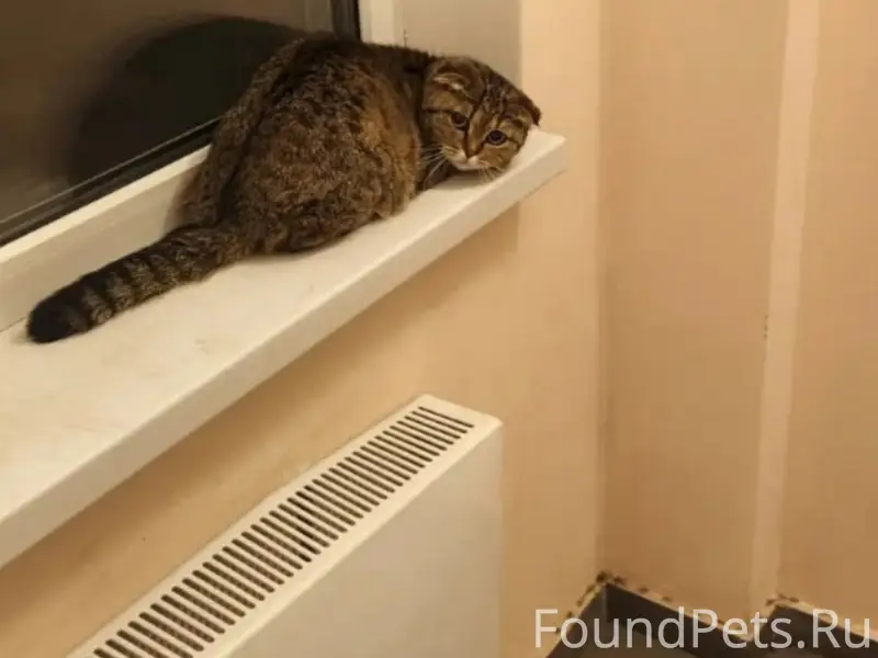 Пропала кошка, Тольятти, 14а квартал