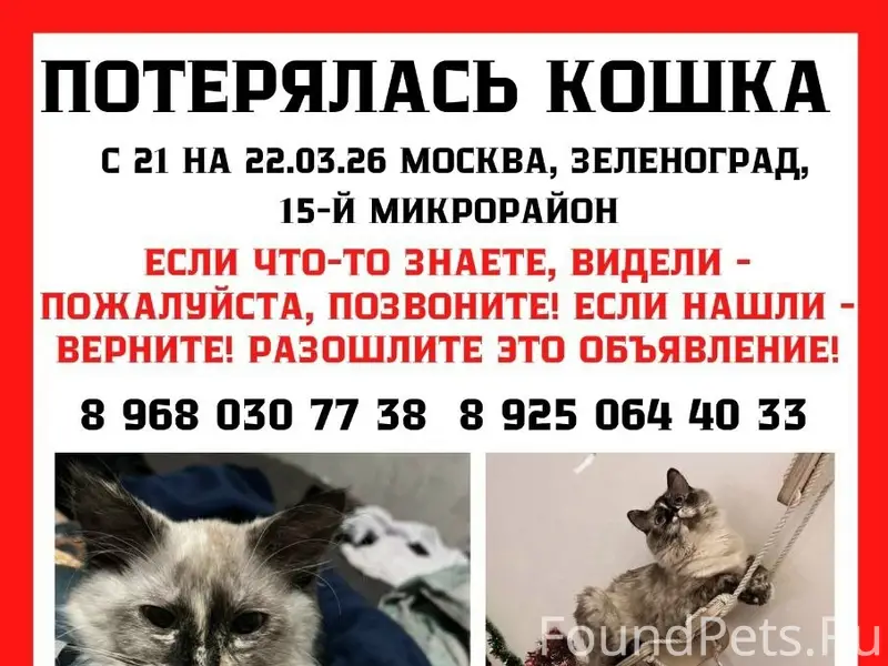 Пропала кошка, Зеленоград