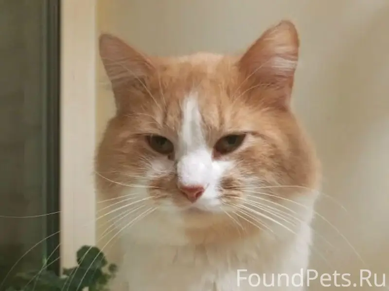 Пропал рыжий кот Васька, район сельхозтехника