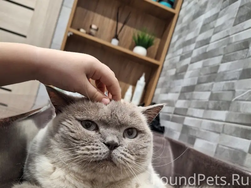 Пропала кошка, Беломестное