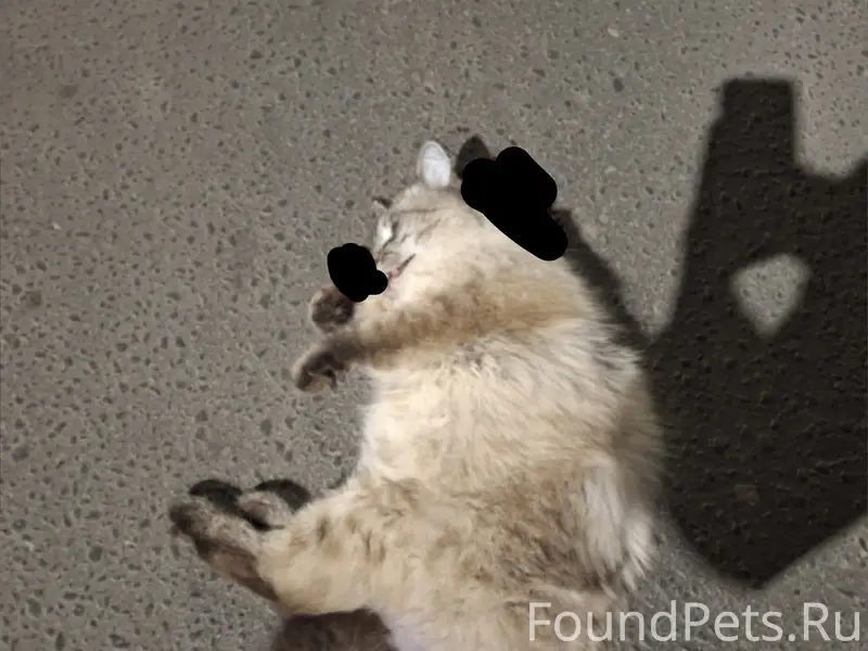 Найден кот, Богородск