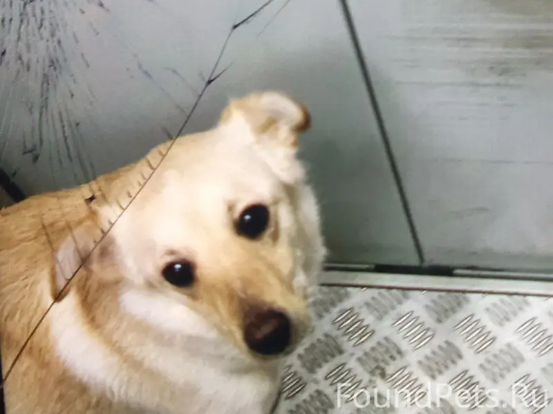 ❗️ПРОПАЛА: собака!!  Пол: Девочка Кличка: Дона  Место пропажи: Симферополь,улица балаклавская  📲 Для связи: +7978-724-54-12,+7978-191-65-03  Описание:сорвалась с поводка ещё зимой все обыскали и начали опускаться руки но тут случайно увидели в группе видео которое указанно в объявлении и поняли что это она!!видео было сняла на районе Бела куна,её видели там один раз но к сожалению она опять пропала,прошу максимальный репост возможно нам удастся её найти🙏🏻🙏🏻🙏🏻у нее появилась бирка на ухе тоесть и надежда что нужные люди увидят объявление и мы найдем её ,просим всех кто знает какую либо информацию позвонить по любому из номеров
