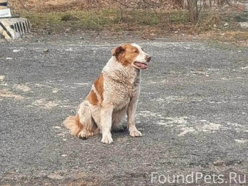 Пропала собака, 5 шахта