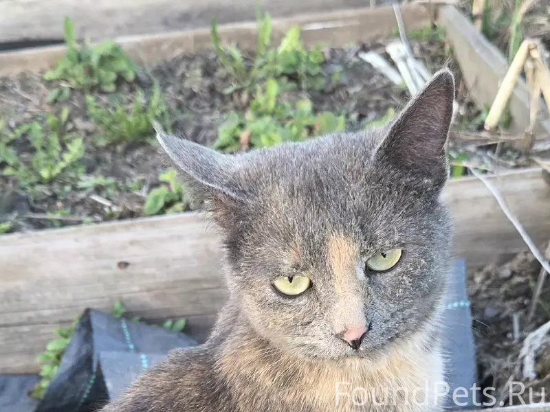 Пропал котёнок, Киржач