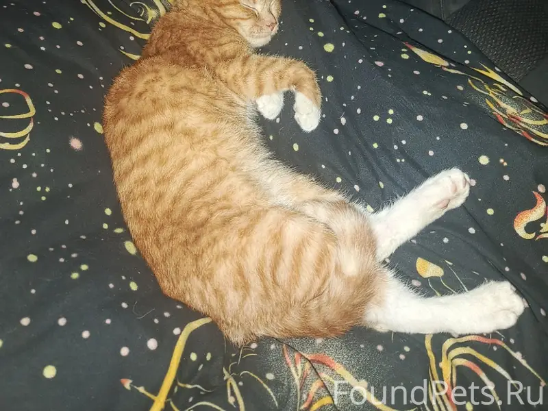 Пропал кот Рыжик