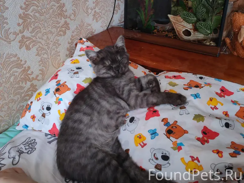 Пропал котёнок, район ул. Ленинградская 22