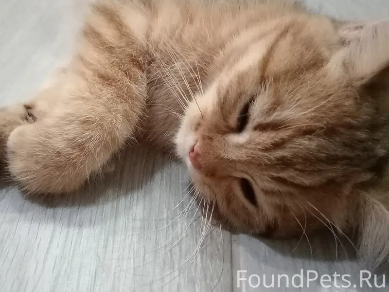 Пропал котёнок Макс, микрорайон Южный