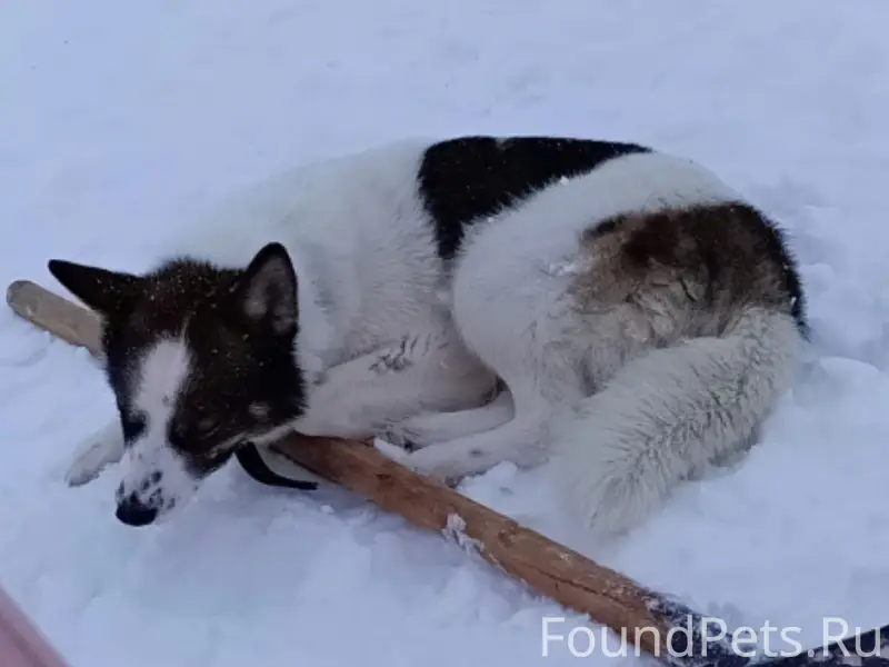 Пропала собака