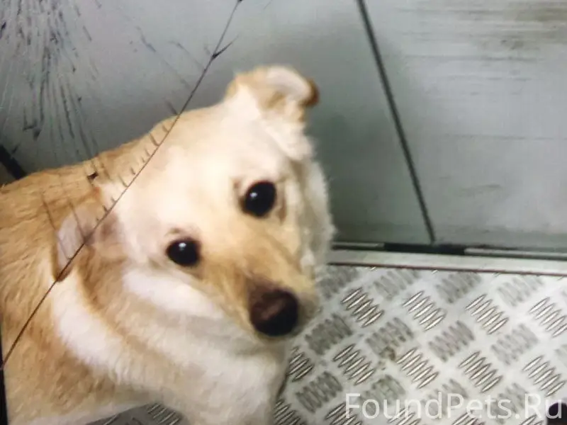 Пропала собака Дона, Симферополь