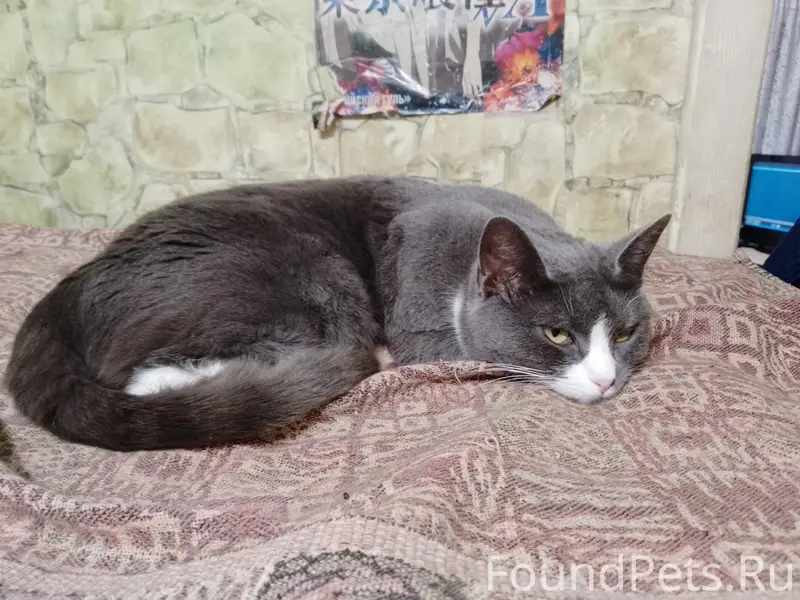 Пропала кошка Мыша, ул. Горная