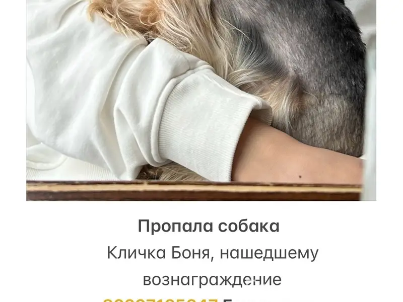 Пропала собака, п. Тракторный, ул. Орловская