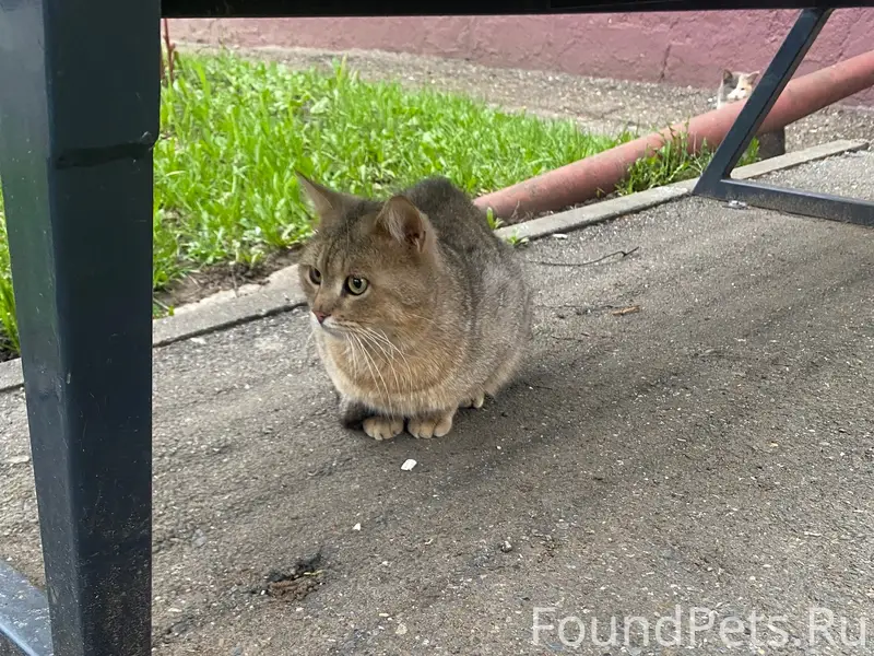 Найден уличный котик, Гагарина 8