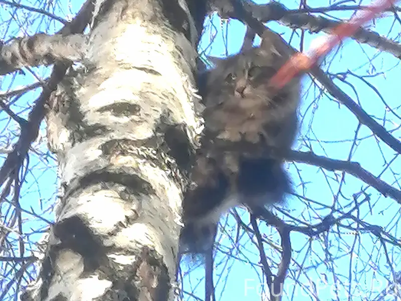 Найдена кошка, Картопья 2