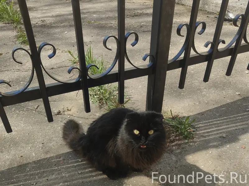 Найден кот, пос. Электроизолятор