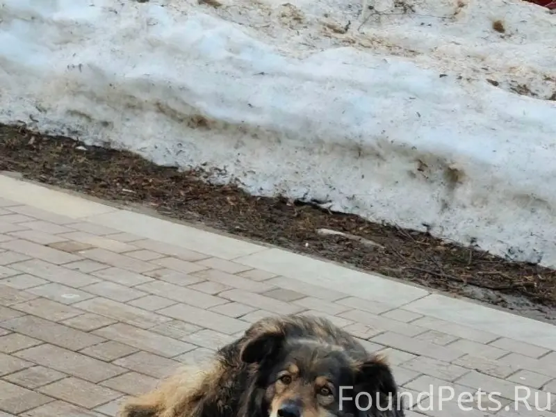 Пропала собака Люся, Союзный