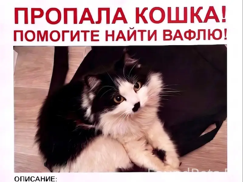 Пропала кошка Вафля