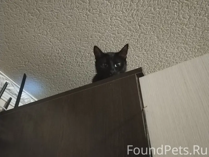 Пропала кошка, Цветаева 2