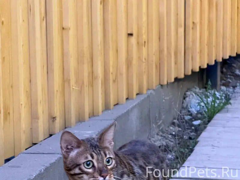 Найден бенгальский кот