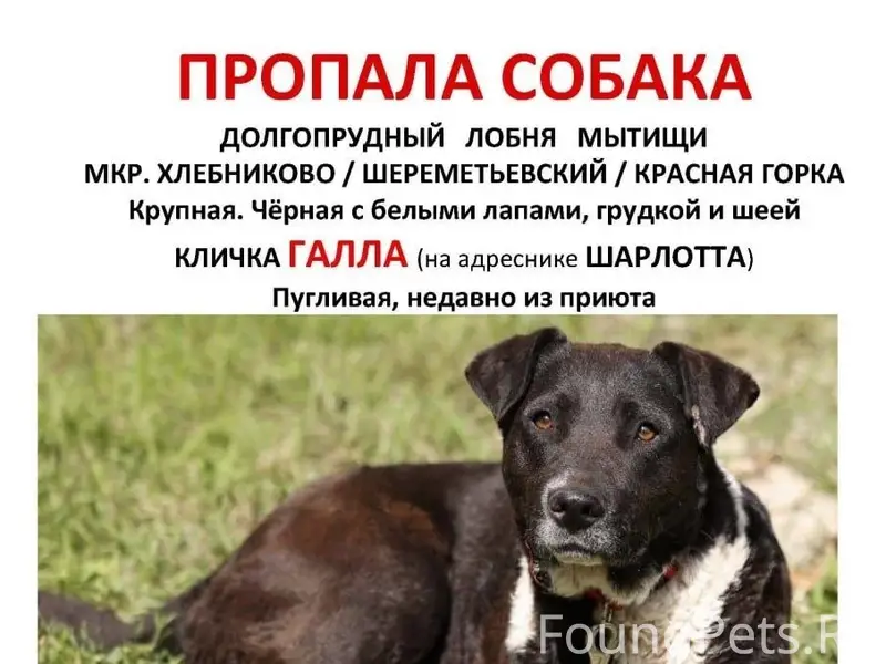 Пропала собака Галла, Долгопрудный