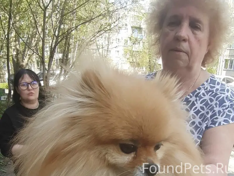 Найден шпиц, Автозаводский район, мкр Северный