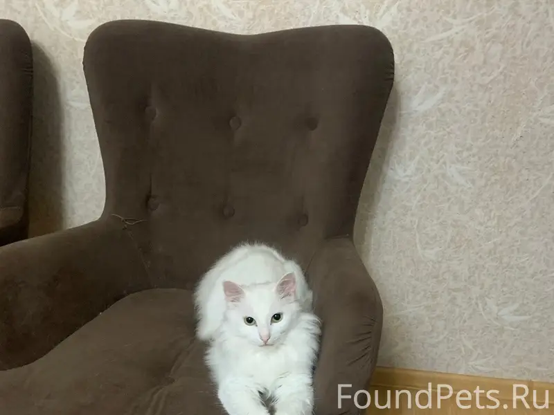 Пропал кот Кузя, улица Ленина