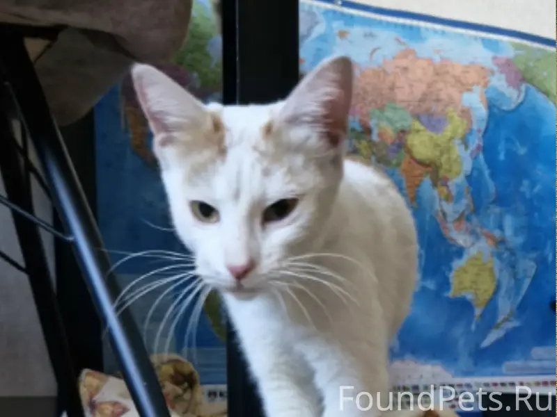 Найдена кошка, Разина 28, пр. Ленина 47а