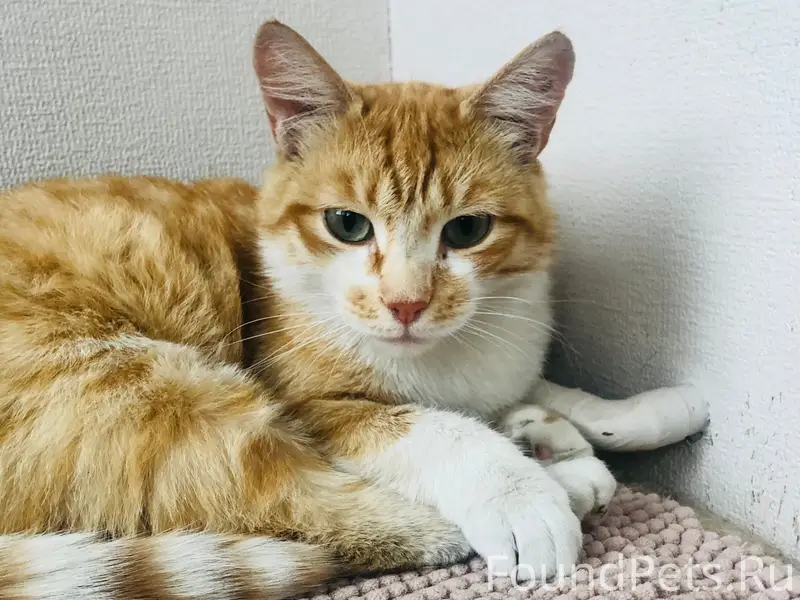 Найден кот, ул. Красная, д. 27