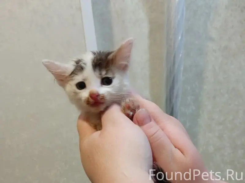 Найден котёнок, район магазина Нур