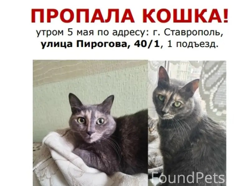 Пропала кошка Мета, г. Ставрополь