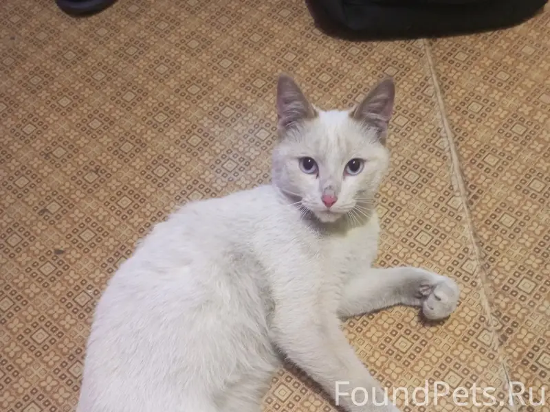 Найден кот, рыжий