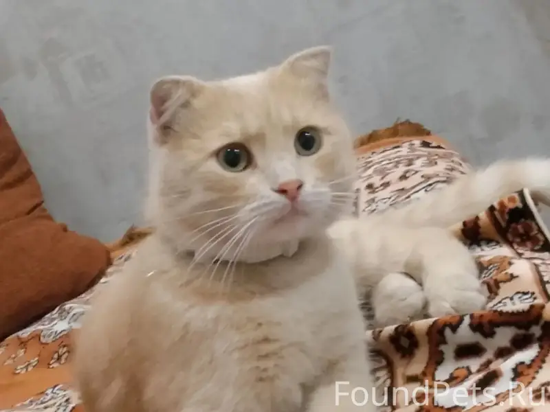 Пропал кот, район пятаков