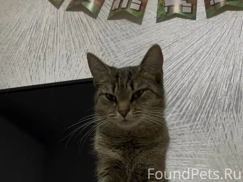 Пропала кошка, Добровольского д. 7