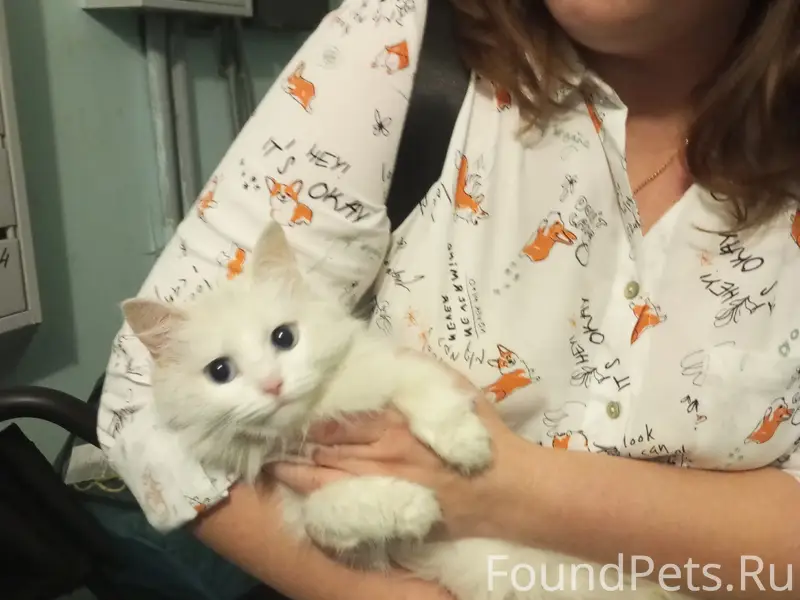Найдена кошка, Кошелев