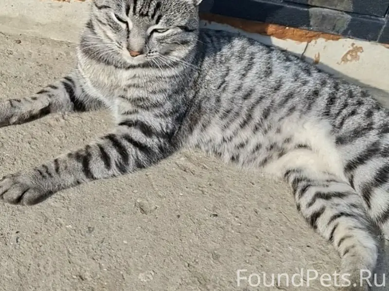 Пропал кот