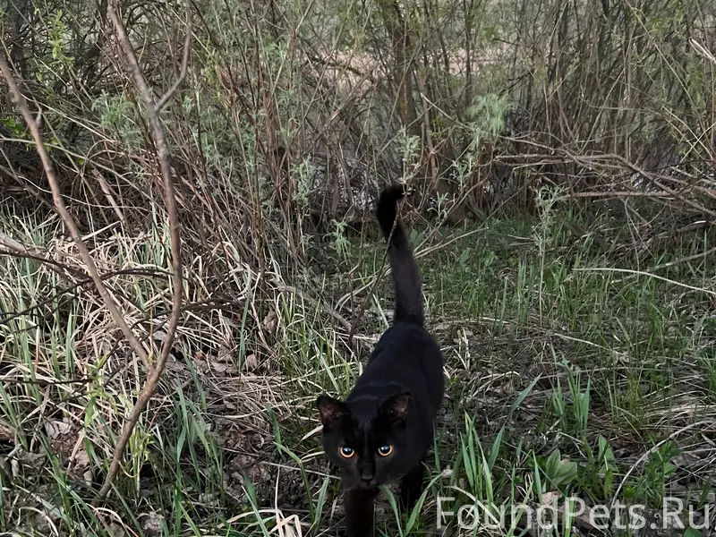 Найдены котята в Березовском, возле озера