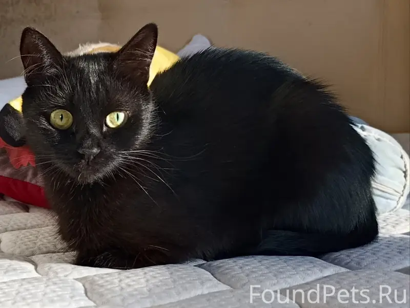 Пропала чёрная кошка, дом Ломоносова 23А