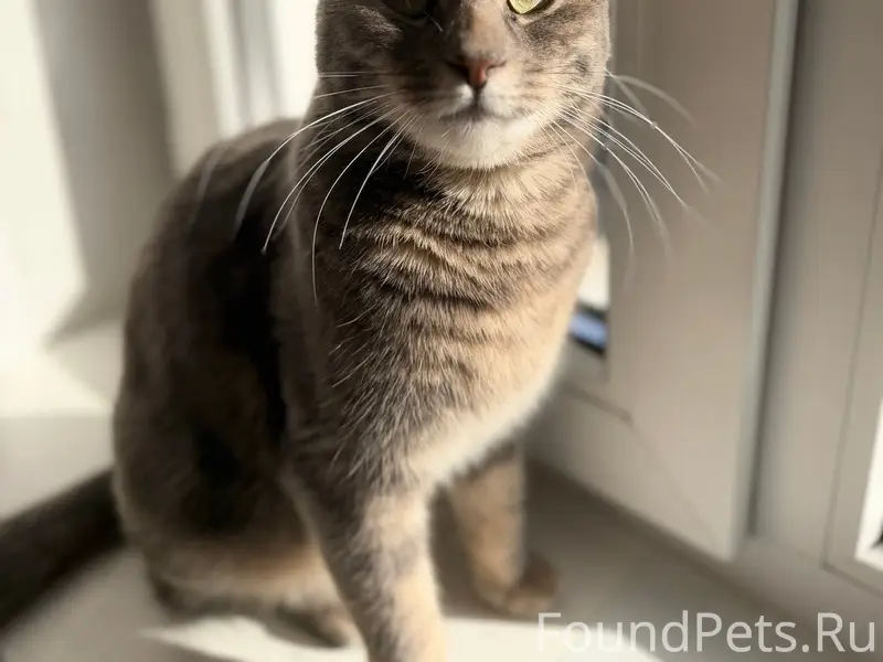 Пропала кошка, район ул. Димитрова