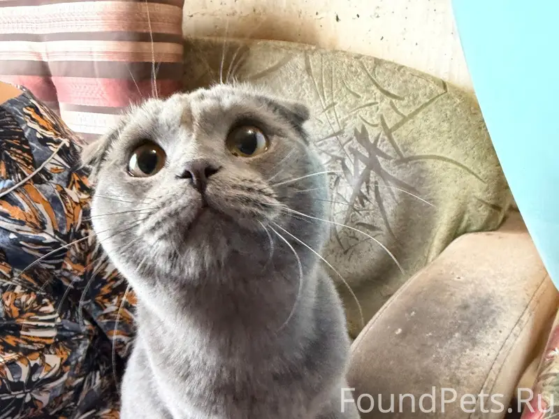 Найден кот, 4 микрорайон