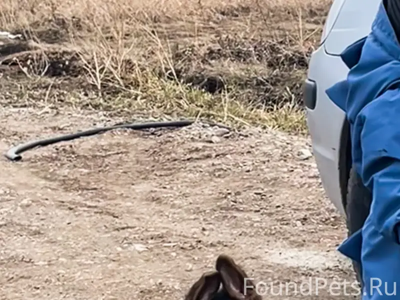 Пропал пёс Арчи, на братьев Гранёных