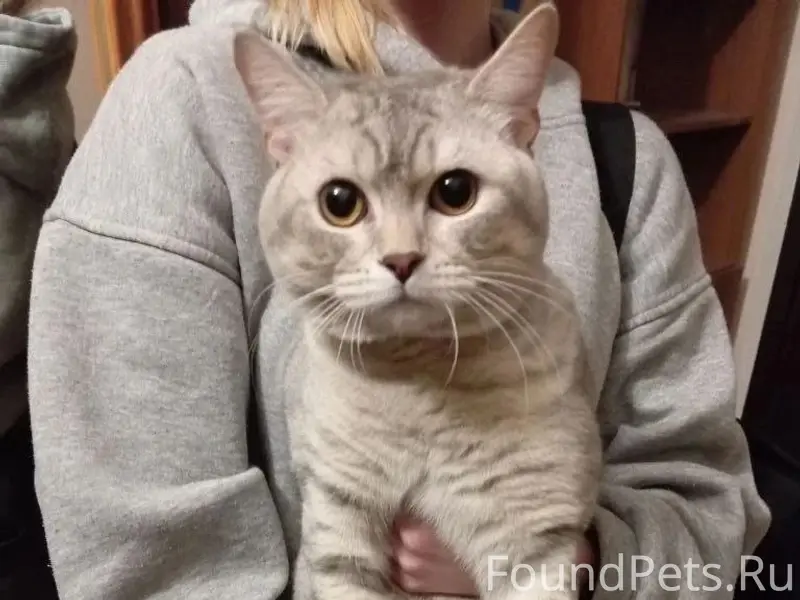 Найдена кошка, 5 просека
