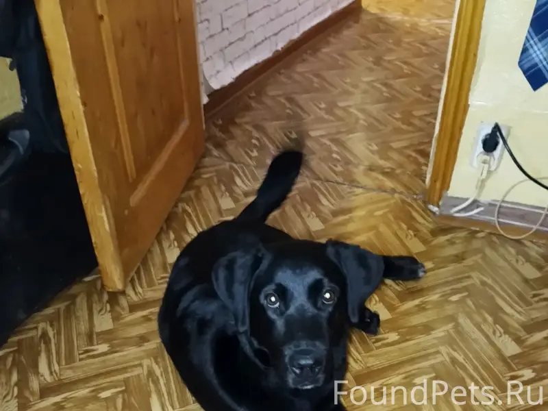 Пропала собака,