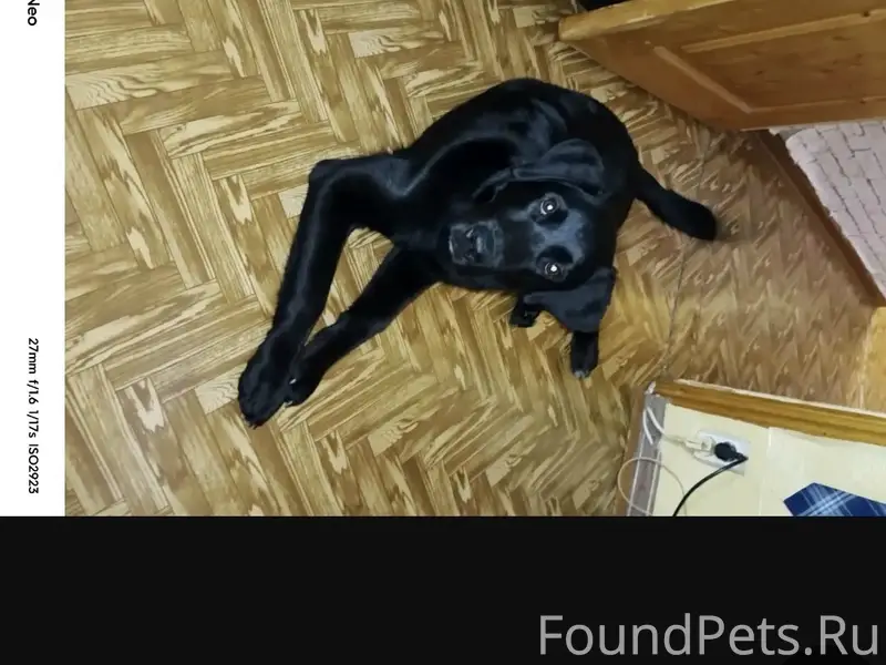 Пропала собака,
