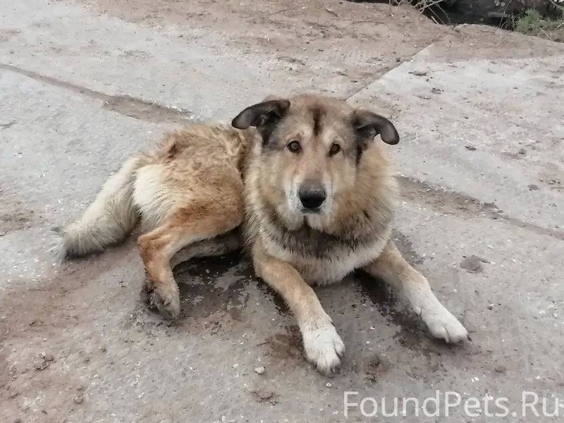 Пропали собаки, Новатора